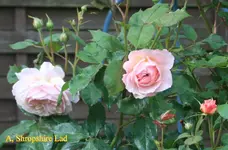 IMG_0590.JPG