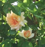 IMG_0601 (2).webp