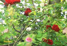 IMG_0605.JPG