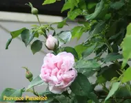 IMG_0608.JPG