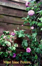 IMG_6097.JPG