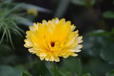 DSC_7137.webp