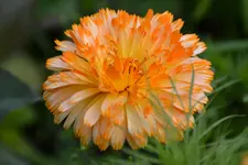 DSC_7136.webp