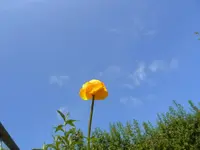 036.webp
