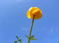 037.webp