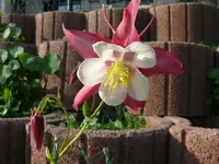 P1100744.webp