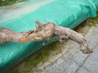 P1110889.webp