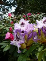 P1110910.webp