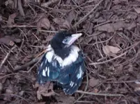 Babyvogel.webp