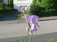 Iris.webp