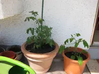 unausgegeizt_und_chili.webp