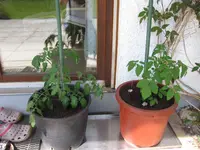 alte_sorte_rechts.webp