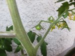 erste_tomaten.jpg