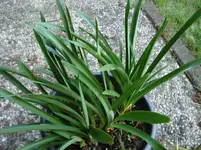 Agapanthus.webp