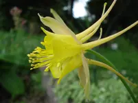 Akeleiblüte gelb.webp