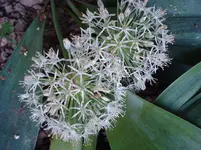 Allium.webp