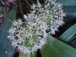 Allium.jpg