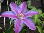 Clematis.jpg