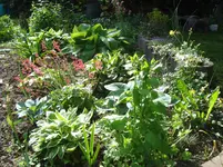 Hostabeet.webp