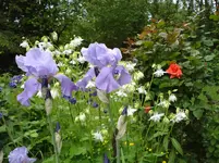 Iris+Akelei.webp