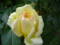 Duftrose gelb mit Käfer.webp
