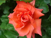 Duftrose orange.jpg