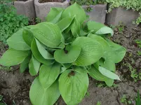 DSC04945.jpg