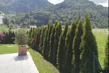 Thuja3.jpg