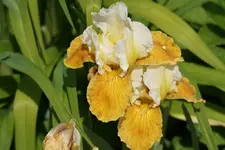 Honey Glazed.webp
