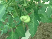 Fleischtomate.webp