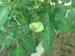 Fleischtomate.JPG