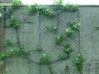 Rotwein.webp