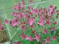 Blume.webp