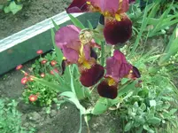 Blume (2).webp