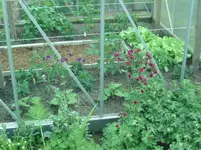Blume (3).webp
