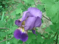 Blume (4).webp