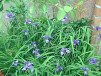 Blume (5).webp