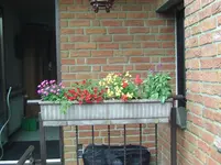 Blume (7).webp