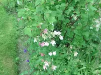 Blume (8).webp