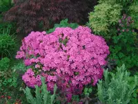 Blume (10).webp