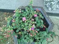 Blume (11).webp