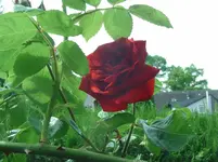 Blume (13).webp