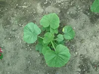 Hokaido.webp