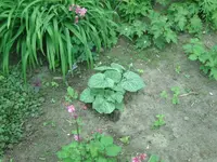 Butternut.webp