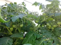 IMG_20160522_145237.webp