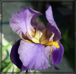 comp_DSC01221.webp