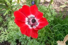 SAM_1347.webp