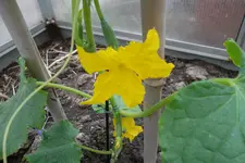 SAM_1348.webp