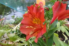 SAM_1349.webp