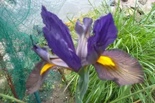 SAM_1350.webp